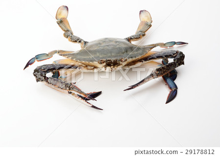 夾蟹 29178812