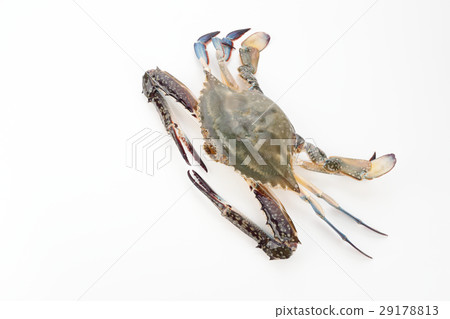 夾蟹 夾蟹 29178813