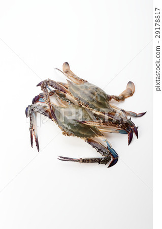 夾蟹 29178817