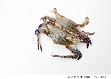 夾蟹 29178818