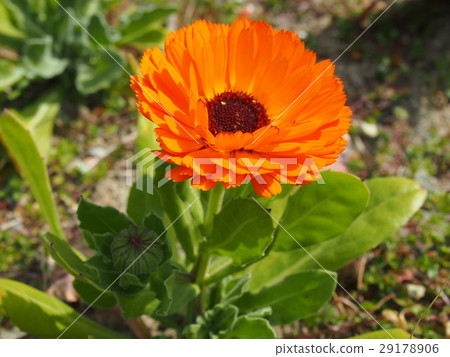 Orange flower blooming in the garden Calendula officinalis (Calendula officinalis) 29178906