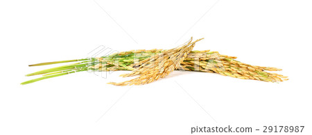 paddy rice seed white background 29178987