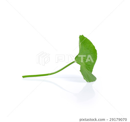 Gotu kola isolated on white background 29179070