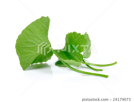 Gotu kola isolated on white background 29179073
