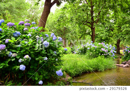 Hydrangea blooming at the water's edge 29179326
