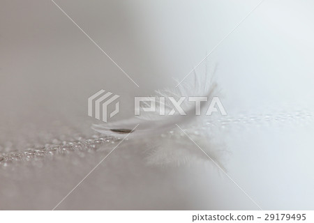 Feather white feather bird feather 29179495
