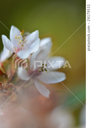 油桐花 桐花 白花 29179531