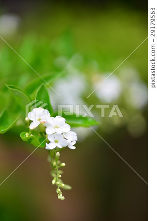 金露花 如意草 小白花 29179563