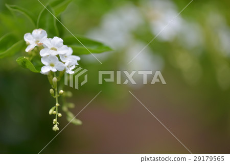 金露花 如意草 小白花 29179565