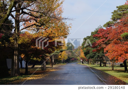 A tree-lined avenue of autumnal leaves leading to the Imperial Palace 29180148