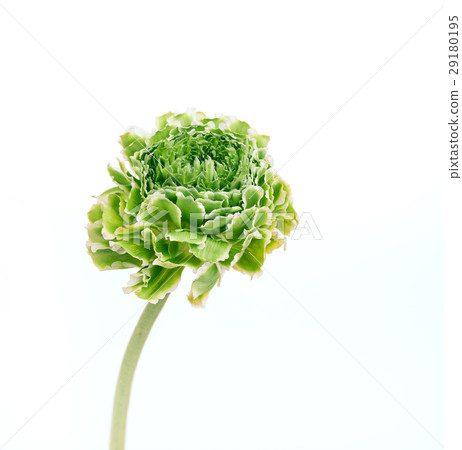 Ranunkulyus bouquet of red flowers on a white 29180195