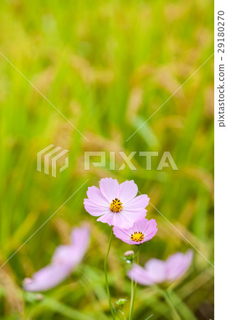 Cosmos beside paddy field 29180270