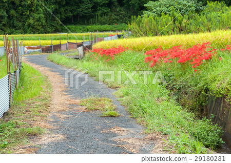 Autumn's mountain road Autumn's mountain road 29180281