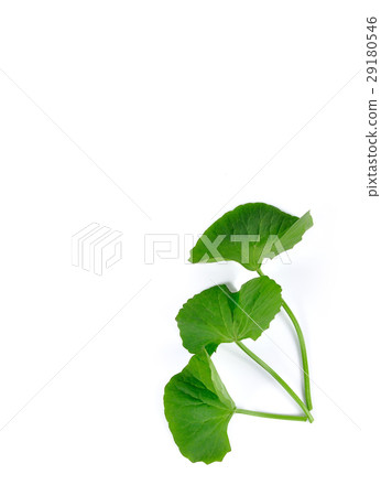 Gotu kola isolated on white background 29180546