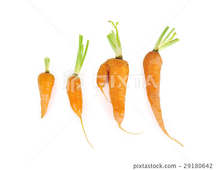 carrots close up isolated on white background carrots close up isolated on white background 29180642