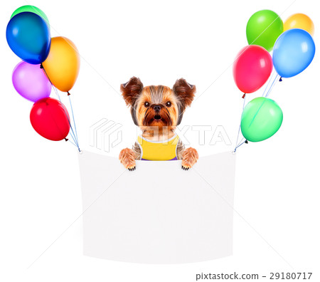 Funny dogs holding white banner and balloons 29180717