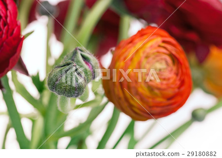 Ranunkulyus bouquet of red flowers on a white 29180882