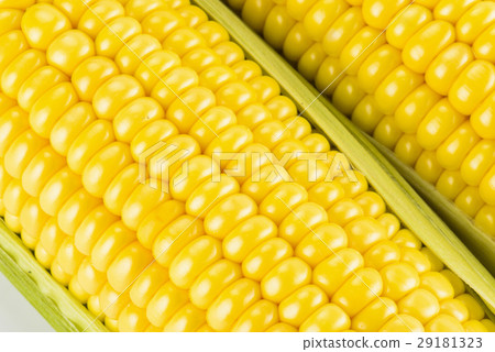sweet corn on white background 29181323