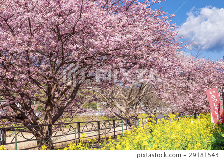 Kawazu Sakura Kawazu Town 29181543
