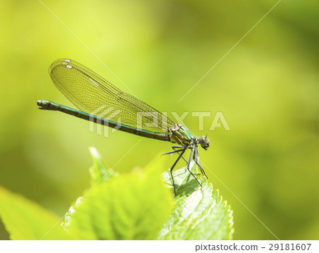 Damselfly 29181607