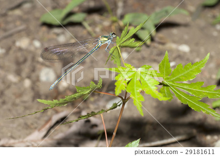 Damselfly Damselfly 29181611