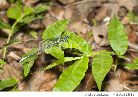 蜻蜓 蜻蜓 29181612
