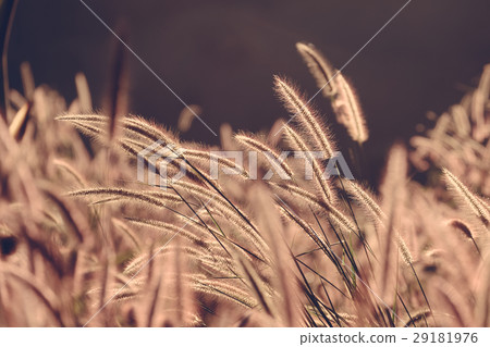 Grass field Grass field 29181976
