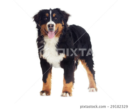 Bernese Mountain Dog Bernese Mountain Dog 29182329