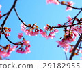 藍天和櫻花 29182955