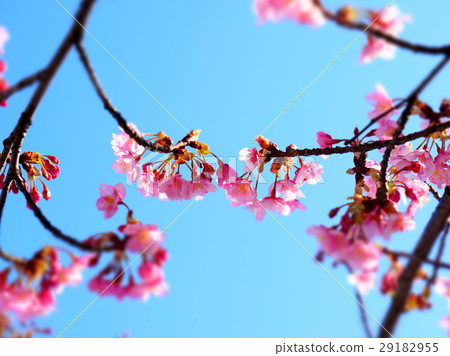 Blue sky and cherry blossoms 29182955