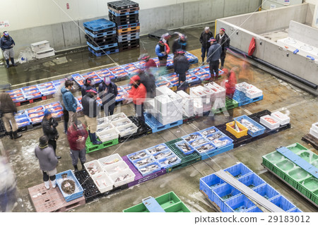 Fish market bidding Fish market bidding 29183012