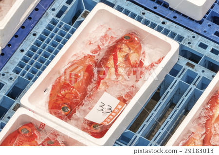 Fish Market Kimmedai Fish Market Kimmedai 29183013