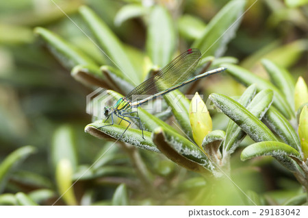 蜻蜓 蜻蜓 29183042
