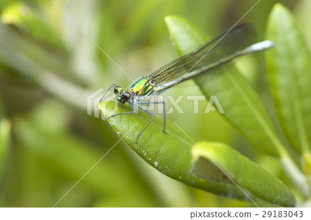 Damselfly 29183043