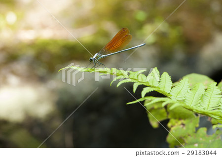 Damselfly 29183044
