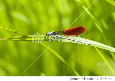 蜻蜓 29183048