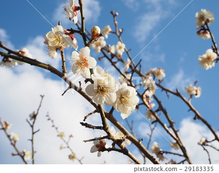 梅花 29183335