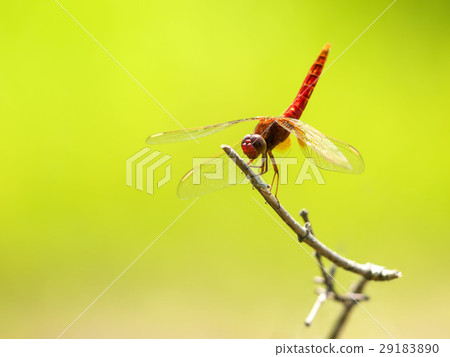 Shoujo dragonfly 29183890