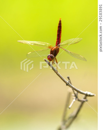 Shoujo dragonfly Shoujo dragonfly 29183891