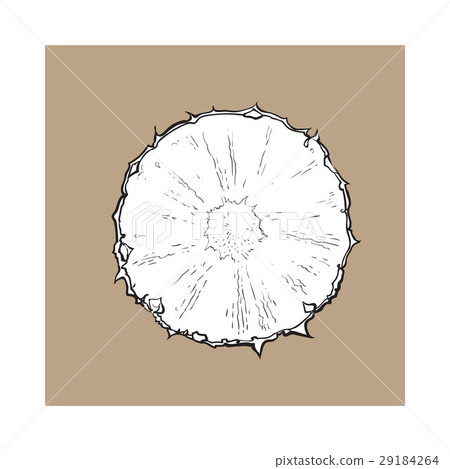 Unpeeled round pineapple slice, top view, sketch 29184264