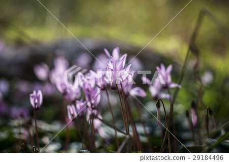 Wild cyclamen hederifolium in forest . 29184496