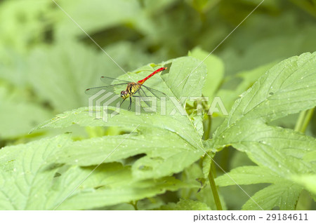 Mayutateakane 29184611