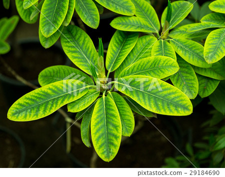 Green leaf texture. Leaf texture background Green leaf texture. Leaf texture background 29184690