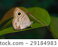 Butterfly tropical forest. 29184983