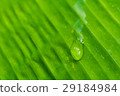 Drops of water. 29184984