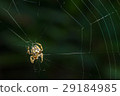 Tropical spider web. 29184985