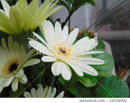 Gerbera Gerbera 29184992