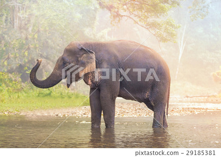 Elephants on nature river in deep nature forest Elephants on nature river in deep nature forest 29185381