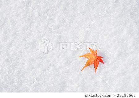 Colourful maple leave falling on fresh white snow 29185665