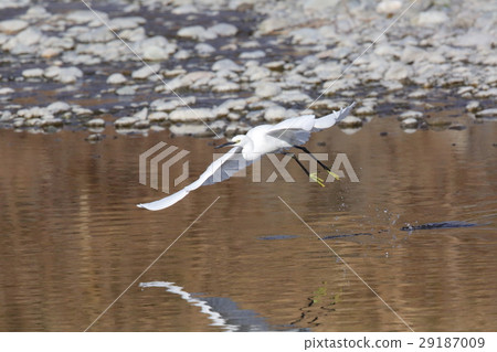 Kosagi Kosagi 29187009